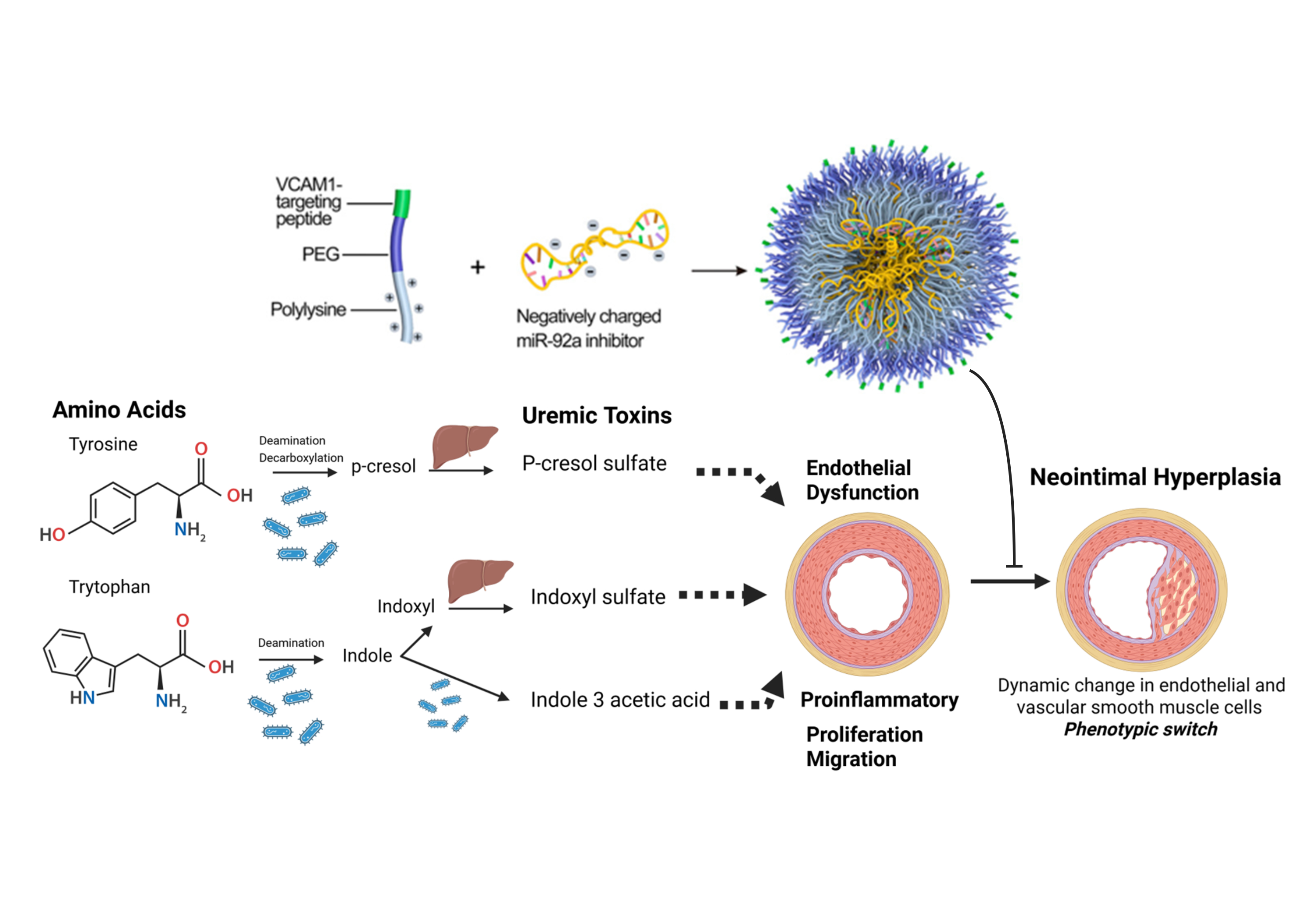Updated miRNA nanomedicine project figure